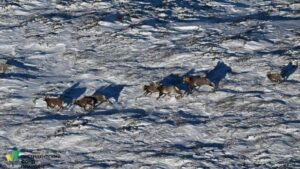 В Якутии начался масштабный авиаучет редкого снежного барана