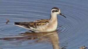 Антропогенный пресс вынуждает расширить Красную книгу Сахалина