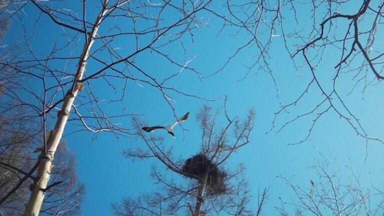 Популяция белоплечего орлана в Хабаровском крае остается стабильной