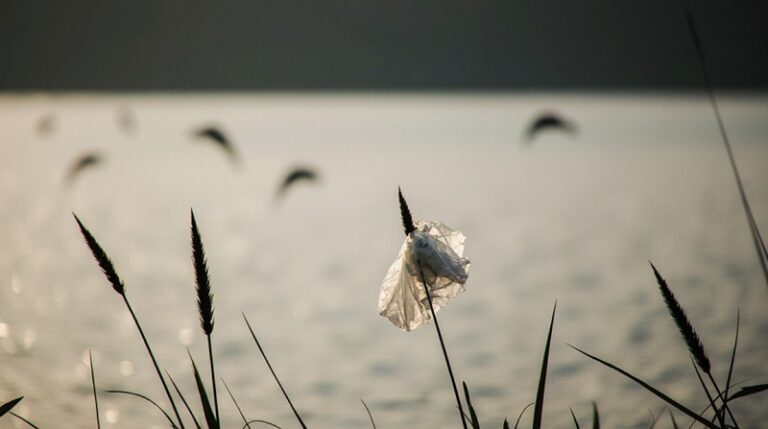 Суд обязал очистить заповедник «Ханкайский» от свалок и построек