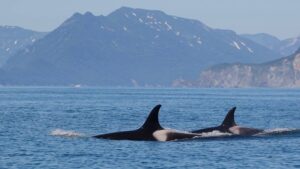 Цунами, медведи и туристы: будни исследователей косаток на Камчатке