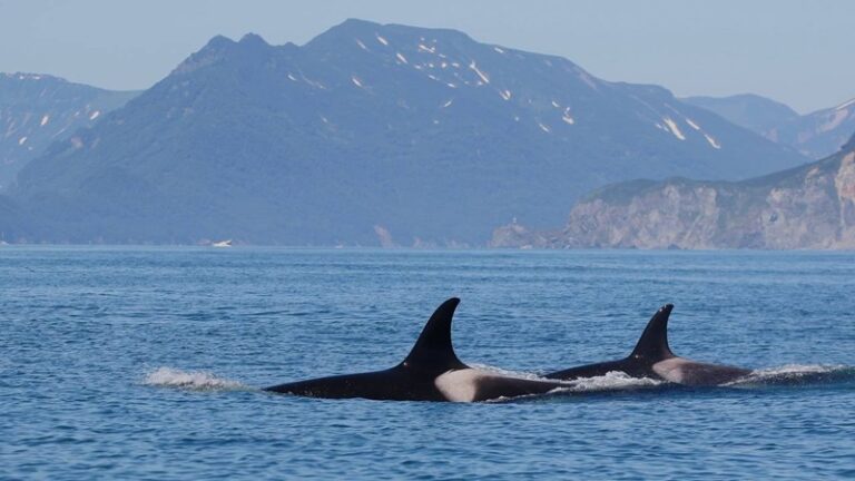 Цунами, медведи и туристы: будни исследователей косаток на Камчатке