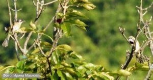 Климатический мигрант: китайский бюльбюль добрался до юга Приморья