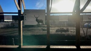 Зоопитомник в Забайкалье стал источником экологических проблем