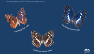 На Байкале обнаружили двух редчайших бабочек из Красной книги