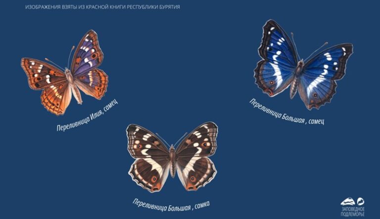 На Байкале обнаружили двух редчайших бабочек из Красной книги