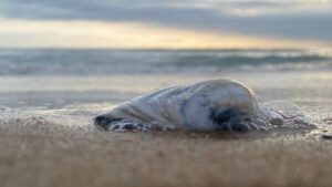 Аквакультура без экспертизы: в Приморье наказали три компании