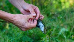 Орнитологи возобновили мониторинг влияния человека на птиц в Приморье
