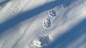 Тигрица вышла к заброшенному лагерю у границ Комсомольского заповедника