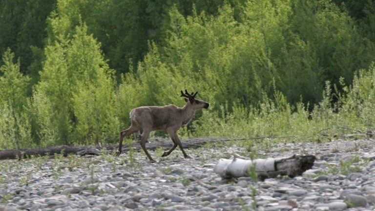 Лесорубы в Приамурье заплатили за уничтожение среды обитания зверей