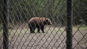В Приморье упростили создание центров для реабилитации диких животных