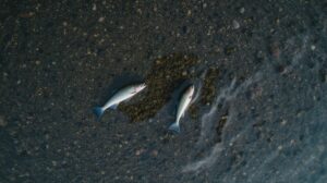 Кета в реке Анюй: популяция на 96% ниже нормы для выживания