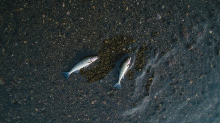 Кета в реке Анюй: популяция на 96% ниже нормы для выживания