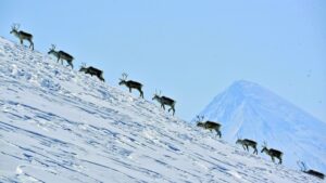 Единственное стадо оленей на Камчатке уходит на зимовку в горы
