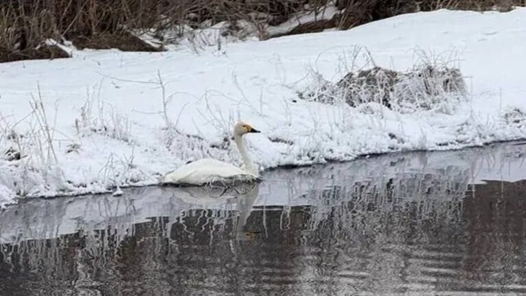 В Бурятии спасли подстреленного браконьерами краснокнижного лебедя