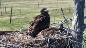 Искусственный глаз: дроны меняют экологический мониторинг Байкала
