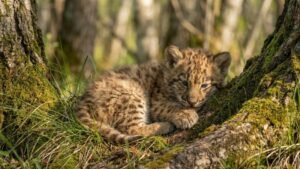 Лиственничный лес стал убежищем для древнего саблезубого хищника