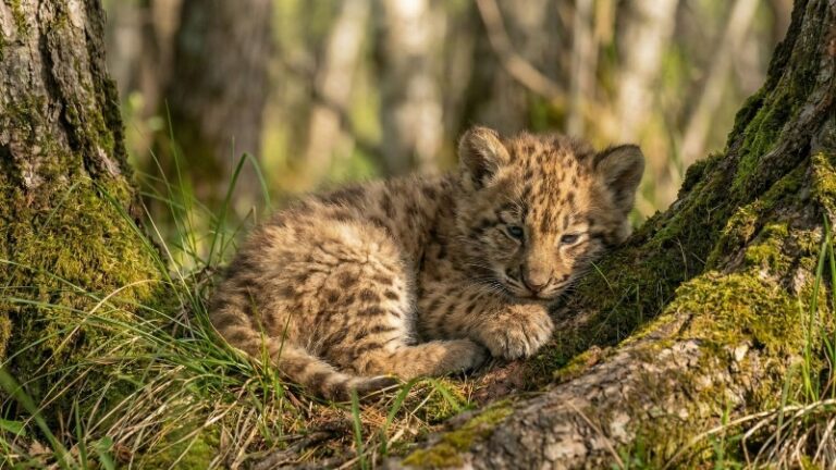 Лиственничный лес стал убежищем для древнего саблезубого хищника