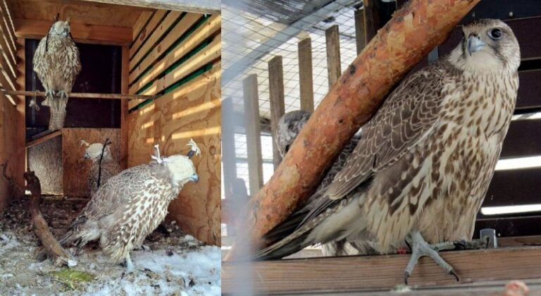 Контрабандисты ответят в суде за гибель краснокнижной птицы