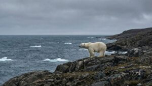 Промышленное освоение Арктики теснит популяцию белого медведя на сушу