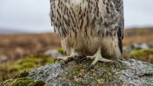 Пойманные браконьерами на Камчатке редкие соколы возвращены в природу