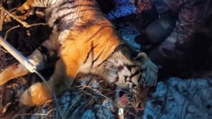 Отловленного у села Барабаш амурского тигра выпустят на волю в глухой тайге