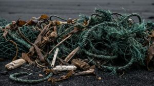 Заповедники Дальнего Востока очистят от мусора с помощью нейросетей