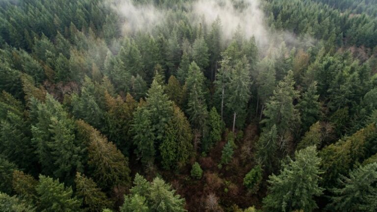 Суд обязал Рослесхоз защитить памятник природы «Норбо Банзад» от вырубки