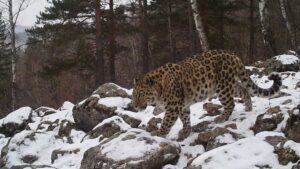 Дальневосточные хищники получат защиту в рамках индийской инициативы IBCA