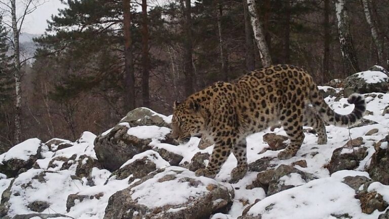 Дальневосточные хищники получат защиту в рамках индийской инициативы IBCA