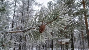 Проект природного парка &laquo;Читинский бор&raquo; получил экологическое обоснование
