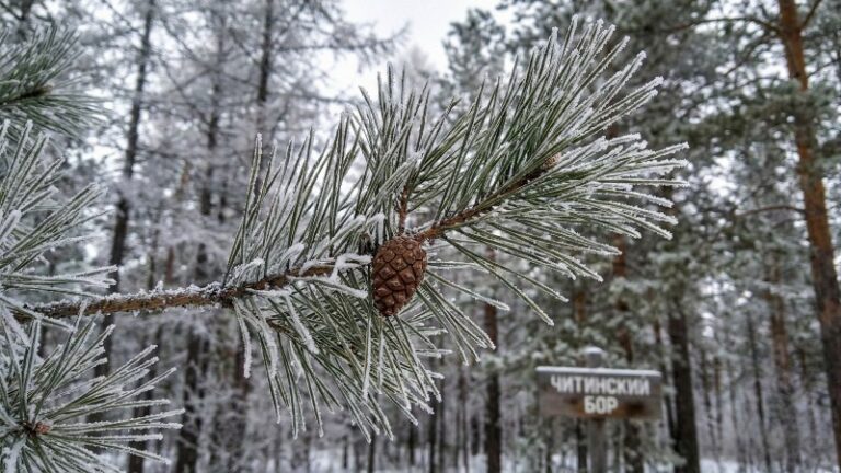 Проект природного парка &laquo;Читинский бор&raquo; получил экологическое обоснование