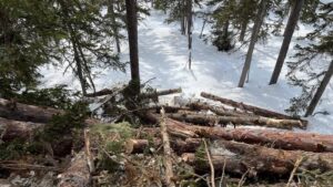 Сахалинскую компанию обязали выплатить 91,5 млн рублей за ущерб лесу