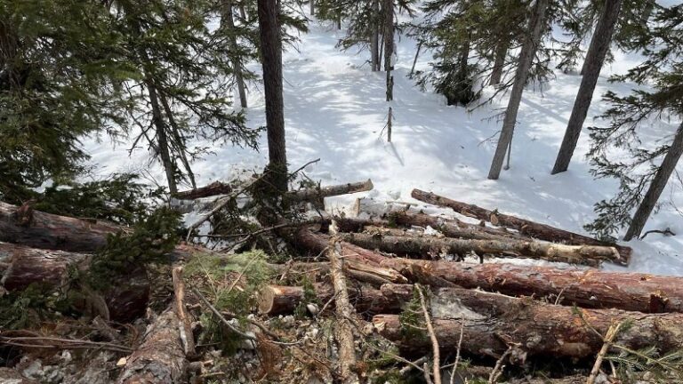 Сахалинскую компанию обязали выплатить 91,5 млн рублей за ущерб лесу