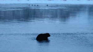 Аномальное тепло мешает камчатским медведям залечь в берлоги