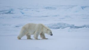 Рефугиум на краю земли: как Чукотка сохраняет природу ледникового периода