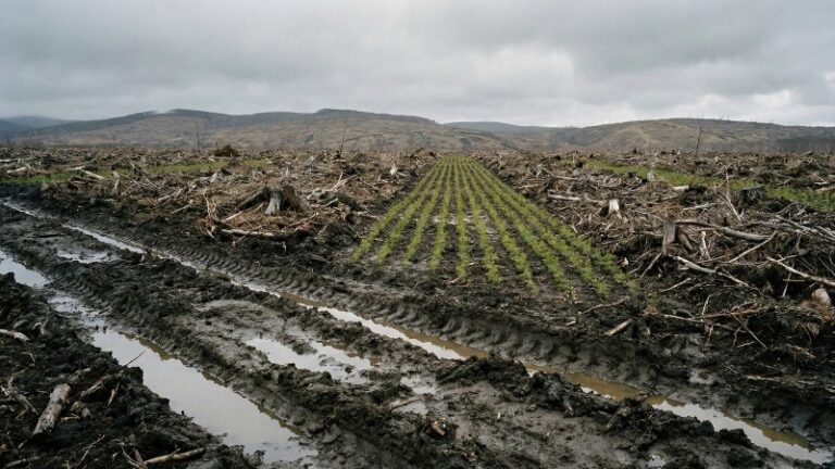 На Сахалине готовят почву под новые хвойные монокультуры