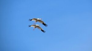 В Якутии построят станцию кольцевания для спасения белых журавлей