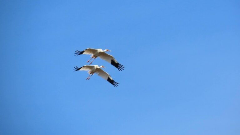 В Якутии построят станцию кольцевания для спасения белых журавлей
