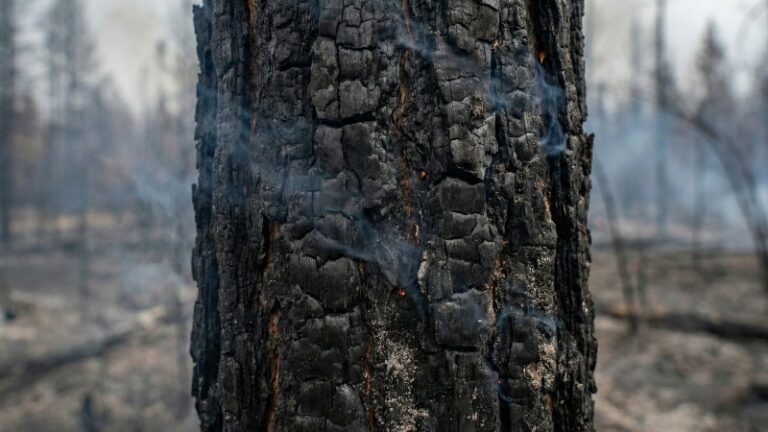 Забайкалье и Бурятия стали лидерами по площади выгоревшей тайги