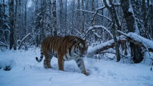 Трансграничный мониторинг покажет реальное состояние популяции амурского тигра