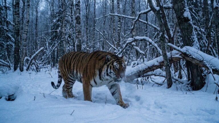 Трансграничный мониторинг покажет реальное состояние популяции амурского тигра