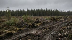 Со старателей на Колыме взыскан ущерб за уничтожение леса