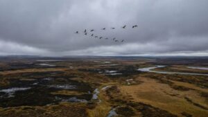 В Якутии зафиксировали рекордную численность краснокнижных стерхов