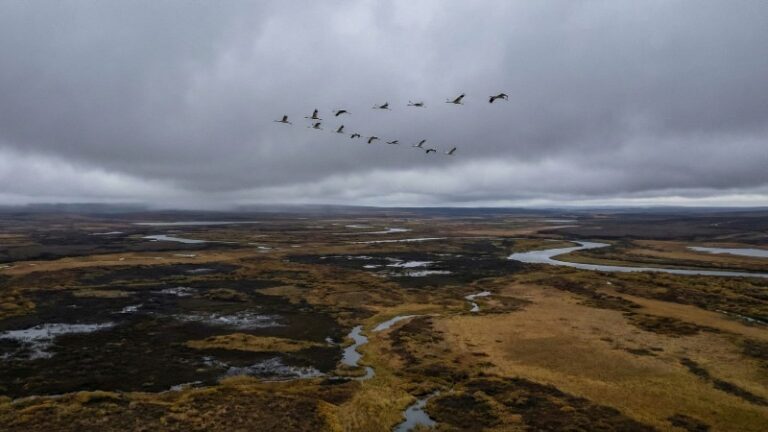 В Якутии зафиксировали рекордную численность краснокнижных стерхов