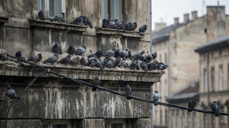 Мусор и открытые чердаки: почему в городах растет число голубей и ворон