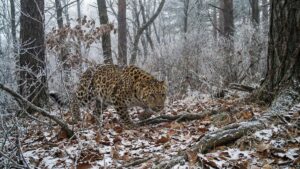 Дальневосточный леопард осваивает территорию заказника под Уссурийском