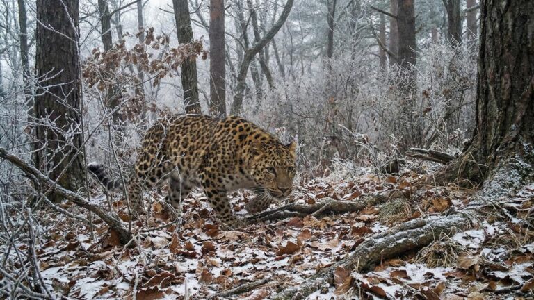 Дальневосточный леопард осваивает территорию заказника под Уссурийском