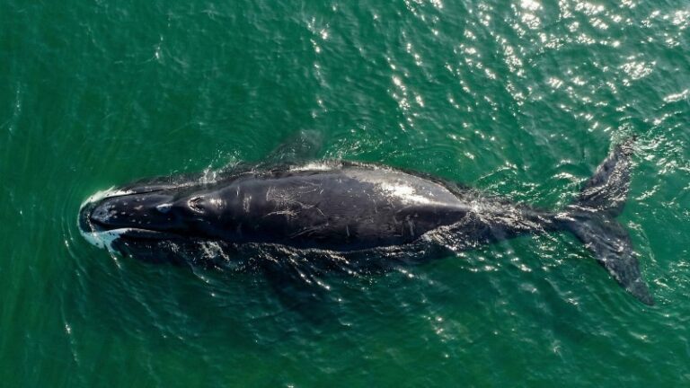 Туризм и рыболовство угрожают последним гренландским китам России