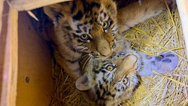 Драма в тайге: в Приморье спасли двух истощенных тигрят-сирот